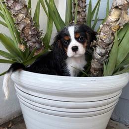 Marley - Tri-color male Cavalier King Charles Spaniel puppy in Temecula, California from Diamond Cavaliers