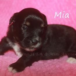 Mia - Black tri female Miniature Australian Shepherd puppy in Godley, Texas from Flying H Toy and Mini Aussies