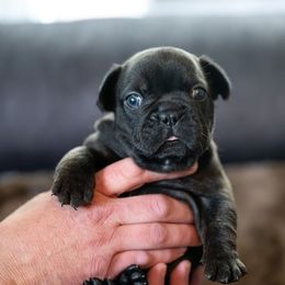French Bulldog Puppies from Lakes Area Frenchies