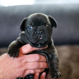 French Bulldog Puppies from Lakes Area Frenchies