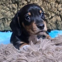 Mudslide - Black and tan male Dachshund puppy in Bigfork, Minnesota from Long Ears and Long Dogs Ranch