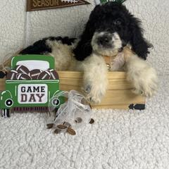 Ferdinand - Black male Irish Doodle puppy in Galloway, Florida from Heavenly Poodles