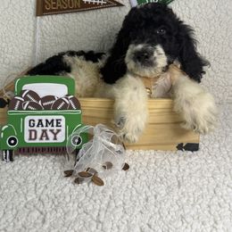 Ferdinand - Black male Irish Doodle puppy in Galloway, Florida from Heavenly Poodles