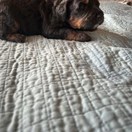 Daisy - Tri-color female Bernedoodle puppy in Newkirk, Oklahoma from Dirty Dogs Doodles