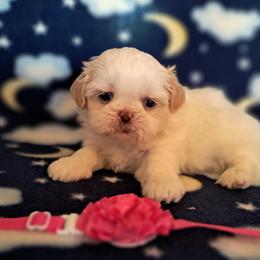 Cookie - White female Shih Tzu puppy in Silver Springs, Nevada from Meadowlyn's Dream Shih Tzu