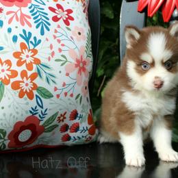 Cavapoo and Pomsky Puppies from Hatz Off Puppies
