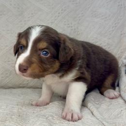 Cupcake - Red tri-color female Australian Shepherd puppy in Arizona from BRR Aussies