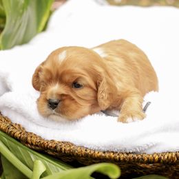 Harper - Ruby male Cavalier King Charles Spaniel puppy in New Holland, Pennsylvania from Mountain Breeze Puppies