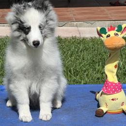 Shetland Sheepdog puppies from Enclave