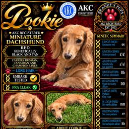 Cookie - Dachshund