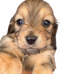Smallest Boy 3 - Cream male Dachshund puppy in Medina, Ohio from STORIED DOXIES