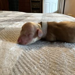 4th Born ee Cream Female - Cream Dachshund puppy in Rochester, Washington from Curtiss Dachshunds