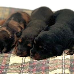 Dachshund Puppies from EntityDachs