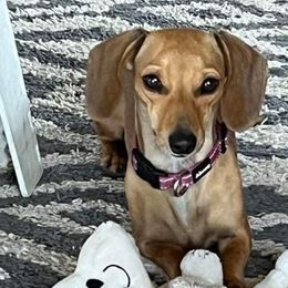 Gen - Dachshund