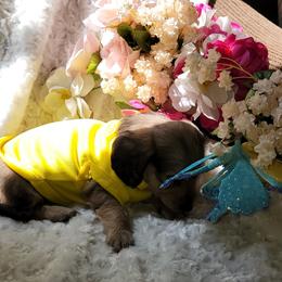 Dachshund Puppies from CLARK'S BREEDING PROGRAM