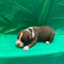 Scotty McCreery - Fawn male Boxer puppy in Willard, North Carolina from Boone’s Boxers of North Carolina