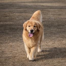 Willy - Golden Retriever
