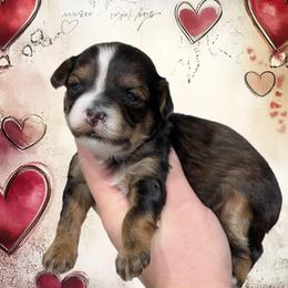 Midnight - Black and tan male Yorkipoo puppy in Coshocton, Ohio from Forever Family Puppies