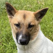 Canaan Dogs from Eastland Canaans