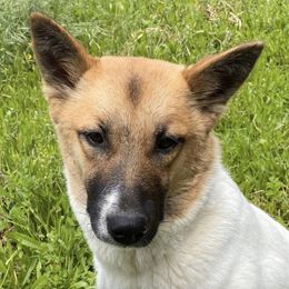 Canaan Dogs from Eastland Canaans