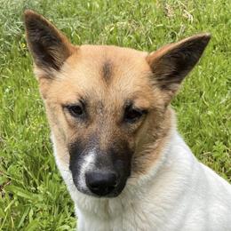 Canaan Dogs from Eastland Canaans