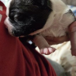 Boston Terrier Puppies from Pixie Pups