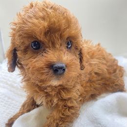 Miley - Red female Cavapoo puppy in Walterboro, South Carolina from Puddlejumpers