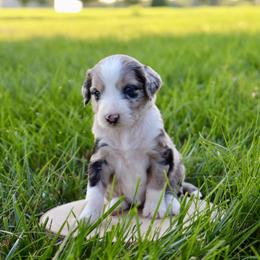 Coco - Blue merle female Aussiedoodle puppy in Decatur, Illinois from Signature Doodles