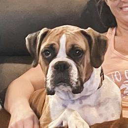 Jersey - Boxer