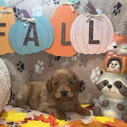 Chai - Apricot female Goldendoodle puppy in Warren, Michigan from Annette Patterson
