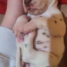 Dalmatian Puppies from Spotty Bottom Dalmatians
