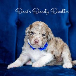Caffe - Red merle female Aussiedoodle puppy in Roebuck, South Carolina from Dani's Dandy Doodles