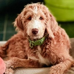 Bordoodle and Labradoodle Puppies from Howdy Doodles