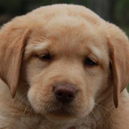 Labrador Retriever Puppies from Prebleridge Acres