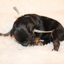 Light blue collar girl - Phantom female Poodle puppy in Eagle Mountain, Utah from Liberty Farms Puppies