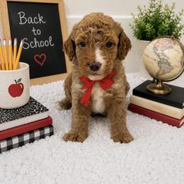 Little Red - Red male Cavapoo puppy in Waskom, Texas from Pearls & Curls doodles & poodles