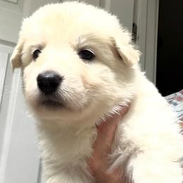 Boy 8 - White male German Shepherd puppy in Valley Springs, South Dakota from Von Pasch German Shepherds