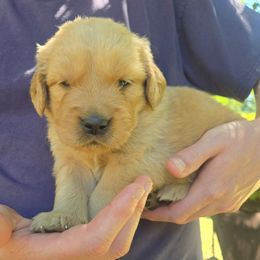 Mr. Purple - Golden male Golden Retriever puppy in Mount Vernon, Washington from Hunnydew Goldens