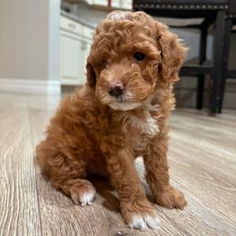 Bean - Red  male Goldendoodle puppy in Mesa, Arizona from AZ River Doodles