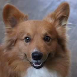 Copper - Pembroke Welsh Corgi