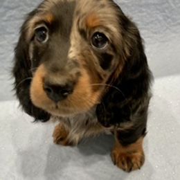 Dachshund Puppies from RGZ Doxies