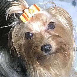 Biewer Terriers and Yorkshire Terriers from L’amore MnM Mini’s Yorkshire & Biewer Terriers