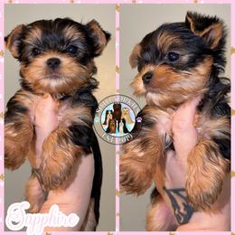 Sapphire - Black and tan female Yorkshire Terrier puppy in London, Kentucky from Soto Yorkies