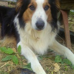 Old Time Scotch Collies from Steepside