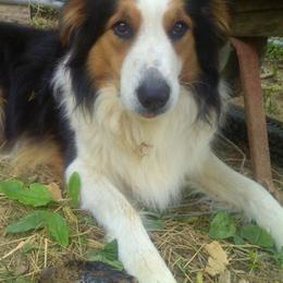 Old Time Scotch Collies from Steepside