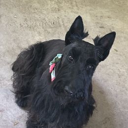 MaeBelle - Scottish Terrier