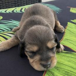 Graham - Cream male Dachshund puppy in Salem, Oregon from Longdox Mini Dachshunds