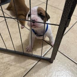 Light Pick - White female Boxer puppy in Denver, Colorado from Yuni’s AKC Boxers