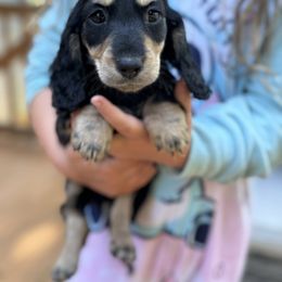Boy 3 - Black and cream male Dachshund puppy in Rio, Wisconsin from 3k Corgis and Miniature Dachshunds