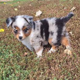 Elsie - Blue merle female Miniature Australian Shepherd puppy in Fairview, South Dakota from Dakota Toy Aussies